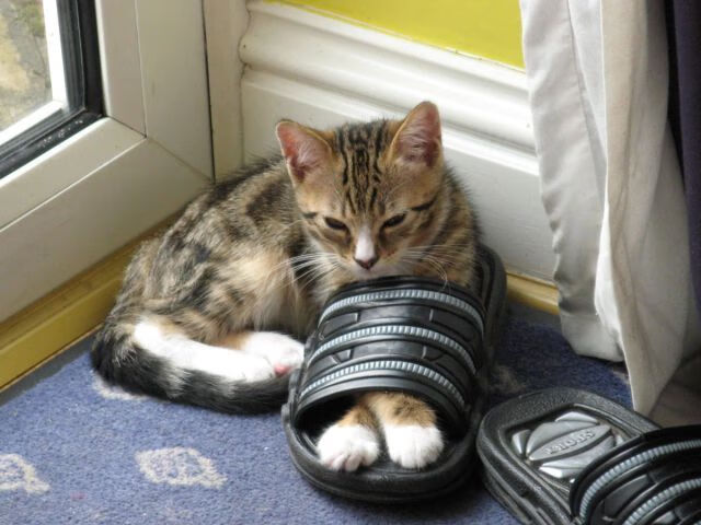 开云体育app网页版安全-国际乒联混合团体世界杯：澳大利亚队如何与世界强队比拼，国际乒联世界巡回赛澳大利亚公开赛