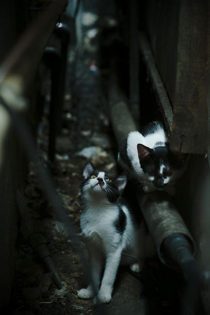 开云集团中国官网-世界杯激情轰鸣：精彩瞬间不断涌现！，世界杯50大震撼瞬间